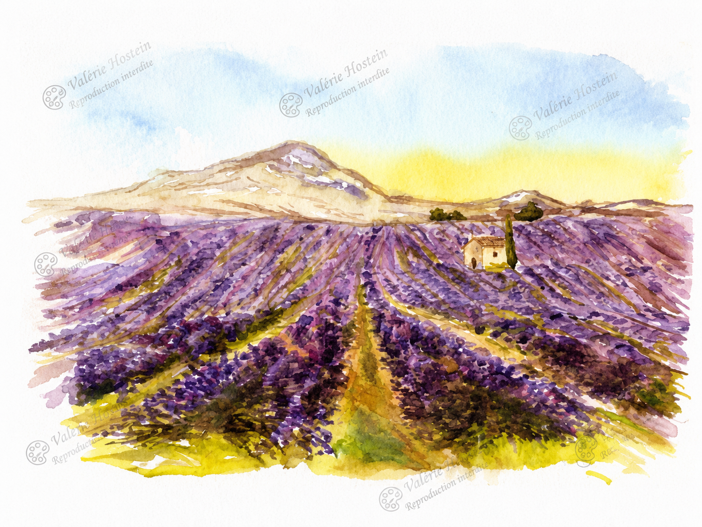 Les Champs de Lavande de Provence -Aquarelle originale encadrée